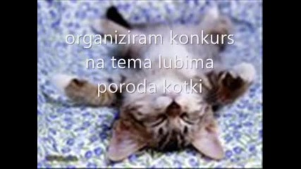 konkurs