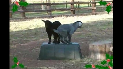 A Giggle with the Goats Jingle Bells Holiday Performance 