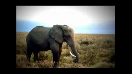 Jerome Sydenham & Rune - Elephant (original Mix)