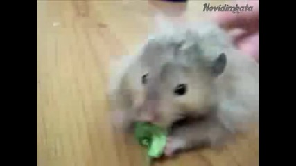 Малки,  Сладки,  Пухкави Пупенца!