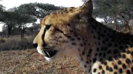 Cheetah vs Gazelle - Deadliest Showdowns - Earth Unplugged