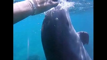 Невероятни Животни