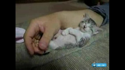 котето откърти :ddd