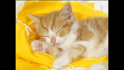 Котешка симфония