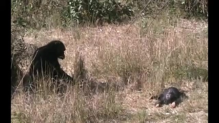 Мама шимпанзе оплаква умрялото си бебче 