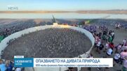 600 малки птици фламинго бяха освободени в една от най-големите колонии в Европа