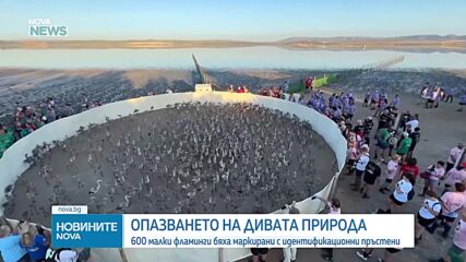 600 малки птици фламинго бяха освободени в една от най-големите колонии в Европа
