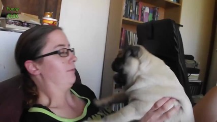 Смешни Котки и Кучета мразят целувки - Компилация
