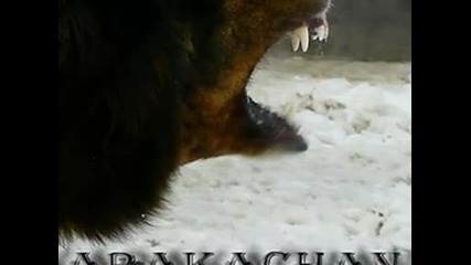 Българското куче Каракачанка 