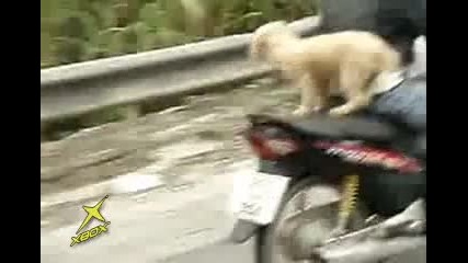 Куче на мотор 