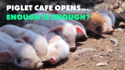 A new piglet cafe begs the question... is it the trend to end?