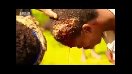 Athletes vs Zulu tribe - Bbc 
