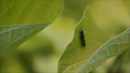 Красиви пейзажи и релаксираща мелодия