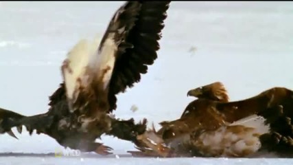 Uk National Geographic Wild Hd Promo