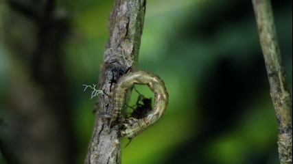 Хищна Хавайска Гъсеница Caterpillar