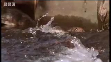 Freshwater Cayman hunting fish - Wild South America - Bbc 