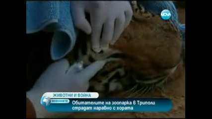 Тигъра Осама - Животните в Либия