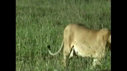 The Most Extreme on Animal Planet Killer Cats with Scott Lope