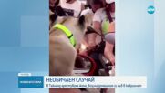 Арестуваха жена, возила домашния си лъв в лукозна кола