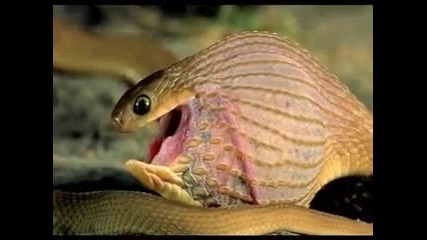 Змия поглъща яйце и го троши в стомаха си 