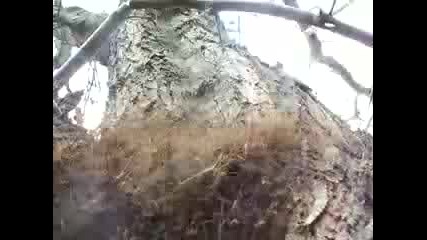 Огромно Гнездо На Дългокраки Паякообразни 