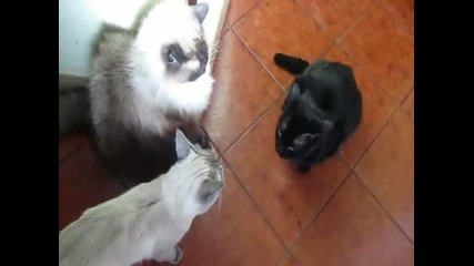 Дом на Котките