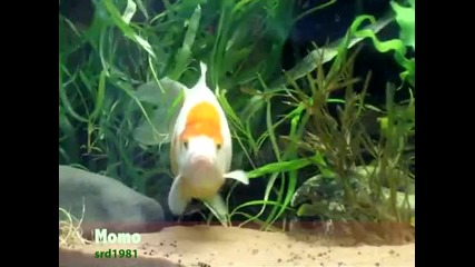 Животни пеят Jingle Bells..много смях