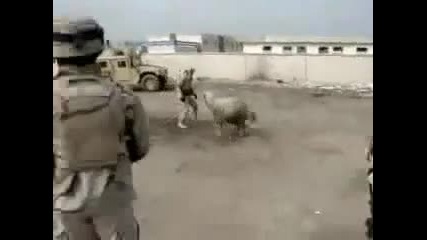 Американската армия срещу овца 