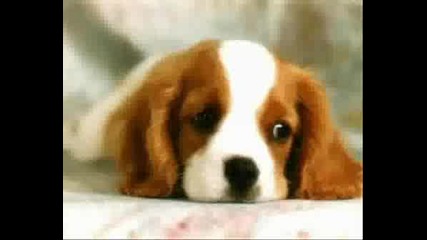 Кученца И Котенца