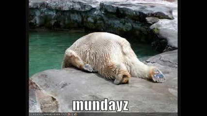 Funny Animals