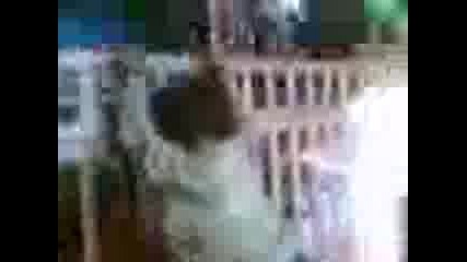 Ради