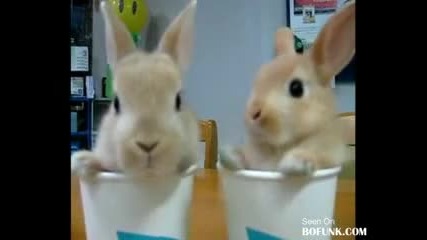 Малки, сладки зайчета 