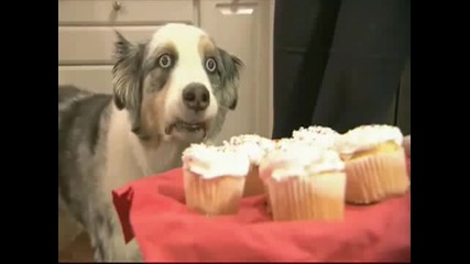 Dramatic Cupcake Dog - Revelation