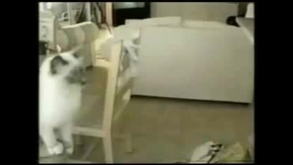 Смешни Котки