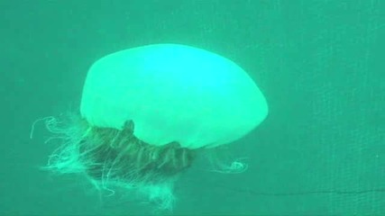 Атаката на Гигантската Медуза