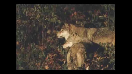 Вълци ( Wolves )