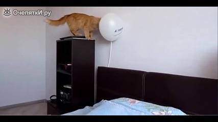 Котка се забавлява с балон