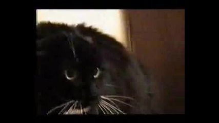 Talking Cat 