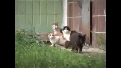 Котки се страхуват от плъх