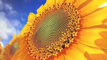 Nature by Numbers (hd)
