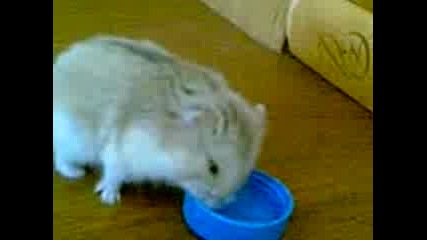 Moeto Sladko Hamster4e