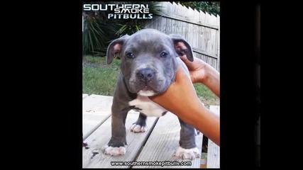 * Bully Pitbull . . . [ h ] * pupple ... [ h ] `