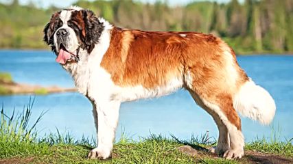 Топ 10 на най-големите кучета пазачи в света.
