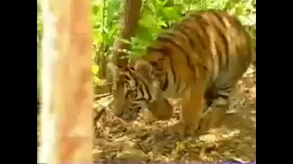 Маймуна се подиграва с тигри