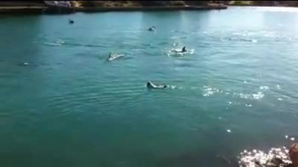 Куче плува в морето при делфините !