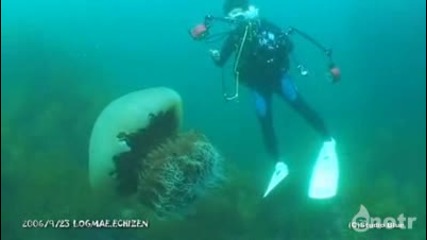 Медуза - гигант!