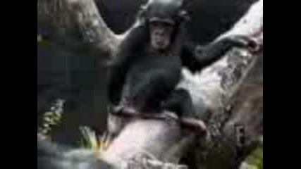 Monkey