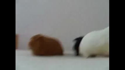 Our three Guinea pigs fighting for a cucumber 