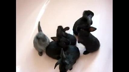 Малки зайчета във ваната
