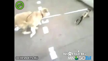Котка се прави на умряла пред куче